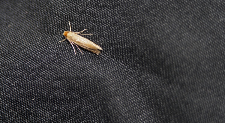 insectes mites des vêtements